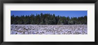 Framed Rocks in snow covered landscape, Hickory Run State Park, Pocono Mountains, Pennsylvania, USA