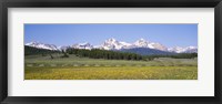 Framed Flowers in a field with a mountain in the background, Sawtooth Mountains, Sawtooth National Recreation Area, Stanley, Idaho, USA