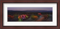 Framed Flowers in a field, Big Bend National Park, Texas, USA