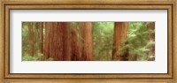 Framed Redwood Trees, Muir Woods, California, USA,
