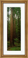 Framed Giant Redwood Trees Ave of the Giants Redwood National Park Northern CA