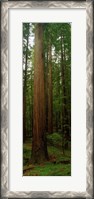 Framed Giant Redwood Trees Ave of the Giants Redwood National Park Northern CA