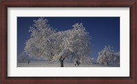 Framed Two people horseback riding through cherry trees on a snow covered landscape, Aargau, Switzerland