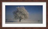 Framed Cherry Tree in a Snowy Landscape, Aargau, Switzerland