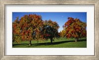 Framed Pear trees in a field, Swiss Midlands, Switzerland