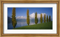 Framed Row of poplar trees along a lake, Lake Zug, Switzerland