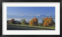 Framed Switzerland, Reusstal, Panoramic view of Pear trees in the Swiss Midlands