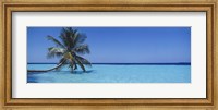 Framed Palm tree in the sea, Maldives