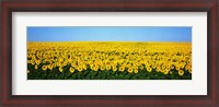 Framed Sunflower Field, North Dakota, USA