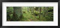 Framed Close-up of moss on a tree trunk in the forest, Siggeboda, Smaland, Sweden