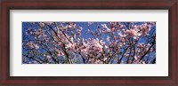 Framed Magnolias, Golden Gate Park, San Francisco, California, USA