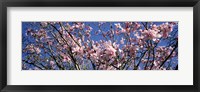 Framed Magnolias, Golden Gate Park, San Francisco, California, USA