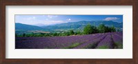 Framed Lavender Fields, La Drome Provence, France