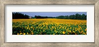 Framed Sunflowers St Remy de Provence Provence France