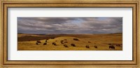 Framed High angle view of buffaloes grazing on a landscape, North Dakota, USA