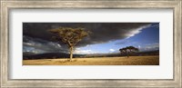Framed Tree w\storm clouds Tanzania