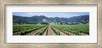 Framed Rows of vine in a vineyard, Hopland, California
