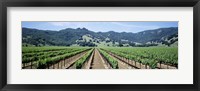 Framed Rows of vine in a vineyard, Hopland, California