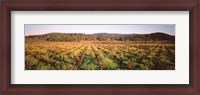 Framed Vineyard in Hopland, California
