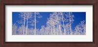 Framed Low angle view of aspen trees in a forest, Utah, USA