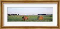 Framed Horses And Hay, Marion County, Illinois, USA