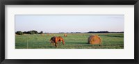 Framed Horses And Hay, Marion County, Illinois, USA