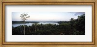 Framed Trees in a forest, Amazon Rainforest, Amazon, Peru