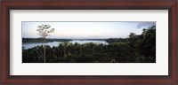 Framed Trees in a forest, Amazon Rainforest, Amazon, Peru