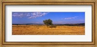 Framed Wheat Field Central Anatolia Turkey