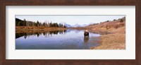 Framed Bull Moose Grand Teton National Park WY USA
