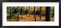 Framed Chestnut Ridge Park Orchard Park NY USA