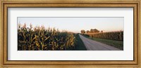 Framed Dirt road passing through fields, Illinois, USA