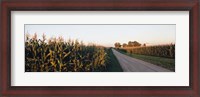 Framed Dirt road passing through fields, Illinois, USA