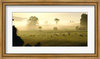 Framed Farmland & Sheep Southland New Zealand