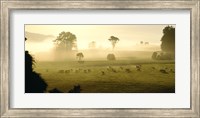 Framed Farmland & Sheep Southland New Zealand