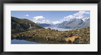 Framed Horse Trekking Mt Cook New Zealand