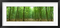 Framed Pathway Through Forest, Mastatten, Germany