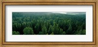 Framed Finland, Aulanko, Scandinavian Forest