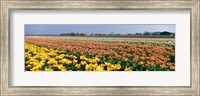 Framed Field Of Flowers, Egmond, Netherlands