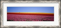 Framed Field Of Flowers, Near Encinitas, California, USA