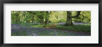 Framed Bluebells in a forest, Thorp Perrow Arboretum, North Yorkshire, England
