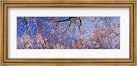 Framed Low angle view of cherry blossom trees, Washington State, USA