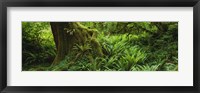 Framed Ferns and vines along a tree with moss on it, Hoh Rainforest, Olympic National Forest, Washington State, USA