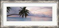 Framed Palm tree, Indian Ocean Maldives