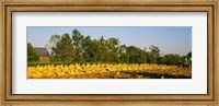 Framed Tractor in a tobacco field, Winchester, Kentucky, USA