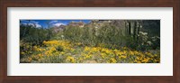 Framed Flowers in a field, Organ Pipe Cactus National Monument, Arizona, USA