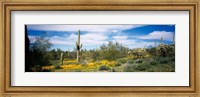 Framed Poppies and cactus on a landscape, Organ Pipe Cactus National Monument, Arizona, USA