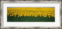 Framed Sunflower Field, Maryland, USA