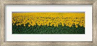 Framed Sunflower Field, Maryland, USA
