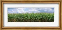 Framed Clouds over a corn field, Christian County, Illinois, USA